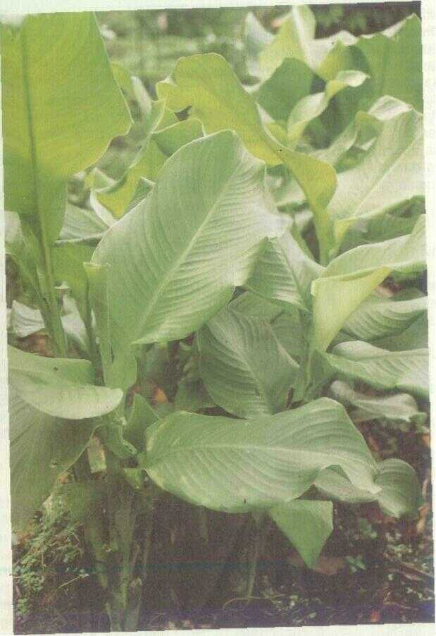 Ganyong (Canna edulis Ker.)