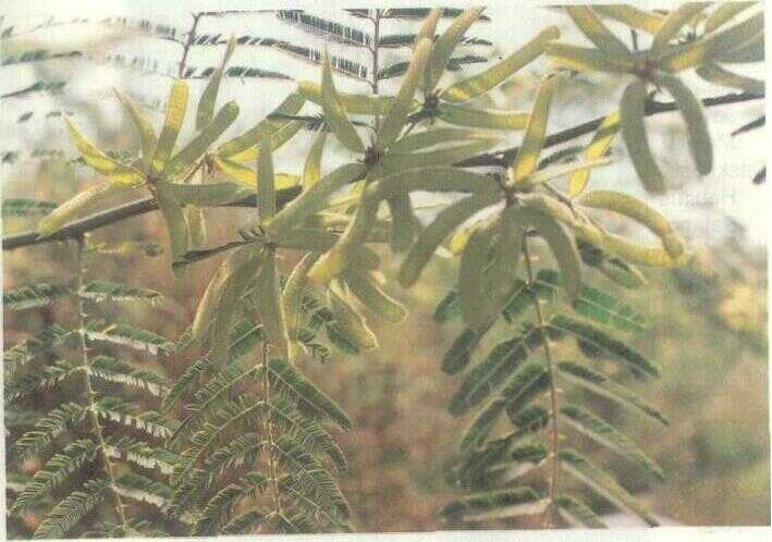 Akasia (Acacia sieberiana DC.)