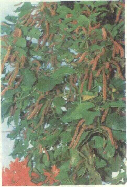 Ekor Kucing (Acalypha hispida Burm. f.)