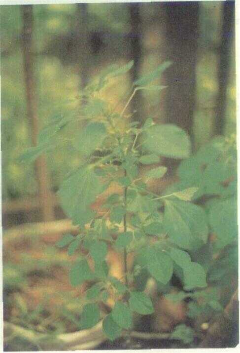 Kucing-kucingan / Anting-anting (Acalypha indica L.)