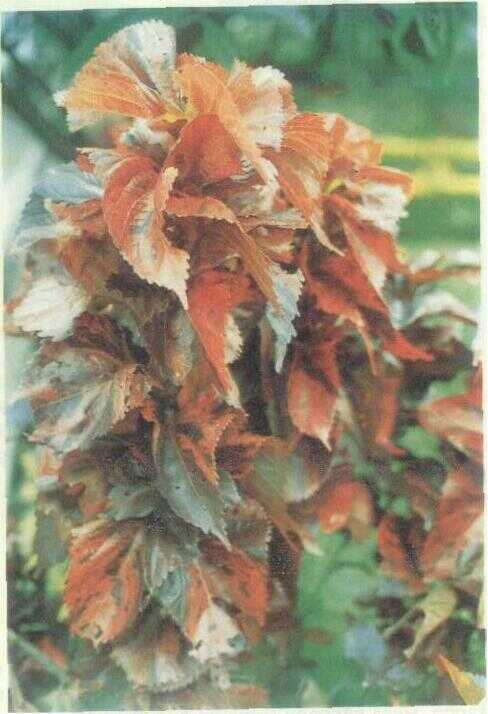 Akalifa / Daun Tembaga (Acalypha wilkesiana Muell. Arg.)
