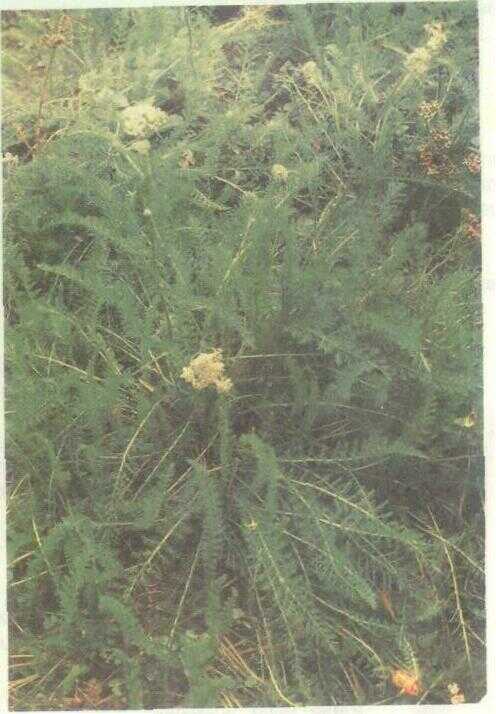 Daun Seribu (Achillea santolina L.)