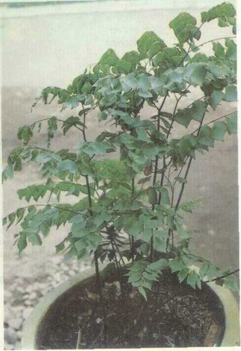 Suplir (Adiantum cuneatum Langs. & Fisch.)