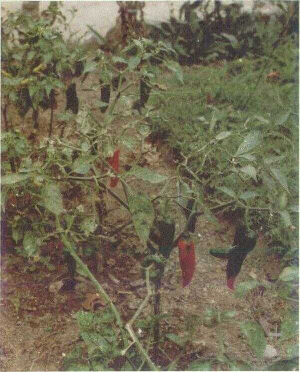 Cabe Merah (Capsicum annuum L.)