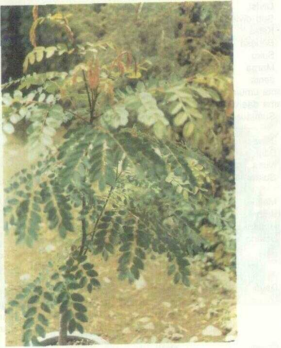 Weru (Albizzia procera (Roxb.) Benth.)
