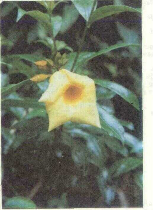 Alamanda (Allamanda cathartica L.)