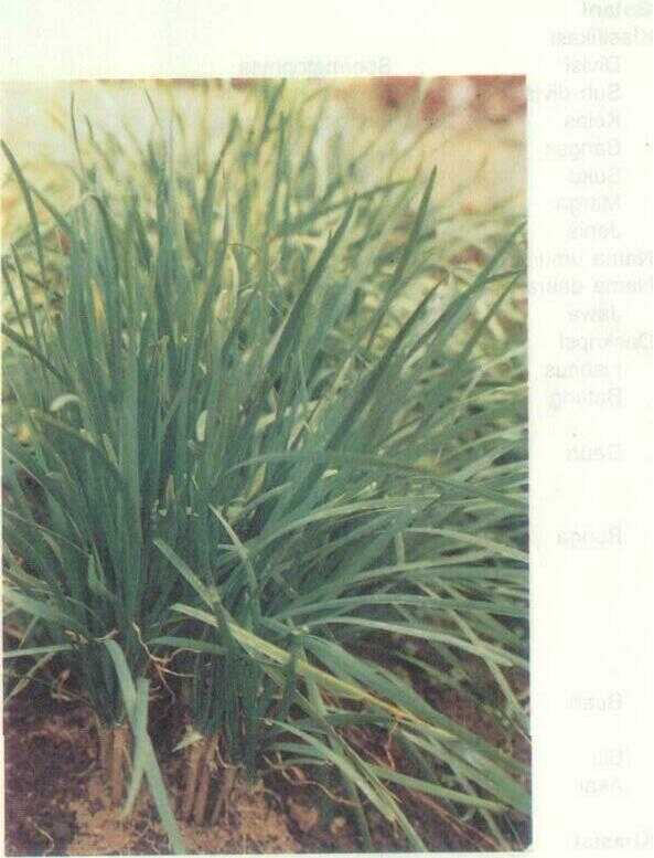 Bawang Daun (Allium fistulosum L.)