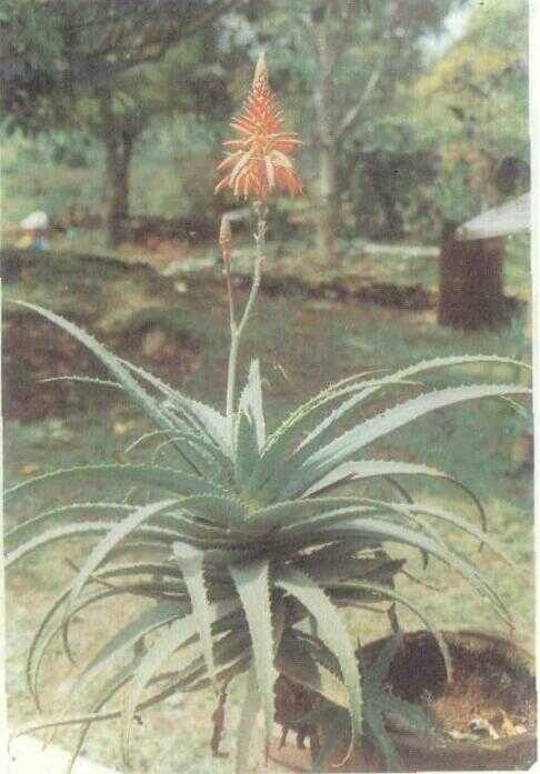 Lidah Buaya (Aloe ferox Miller)