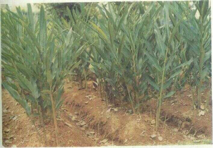 Laja Gowah / Lengkuas Hutan (Alpinia malaccensis (Burm. f.) Roxb.)