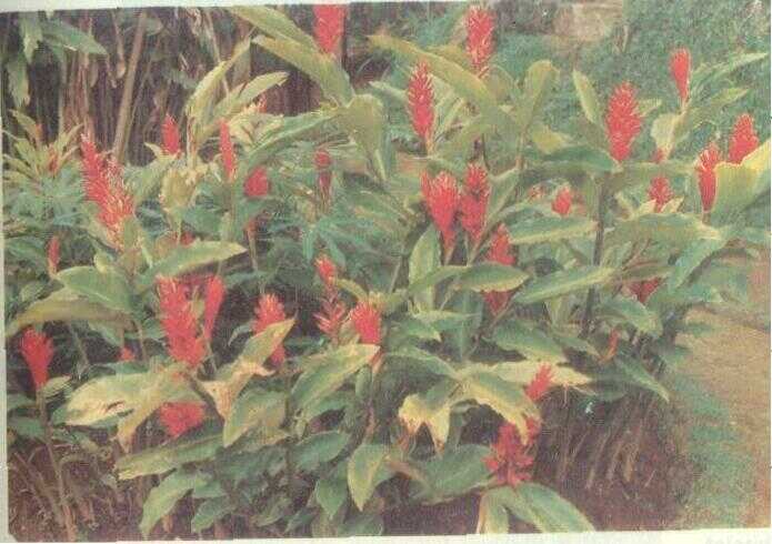 Lengkuas Merah (Alpinia purpurata K. Schum.)