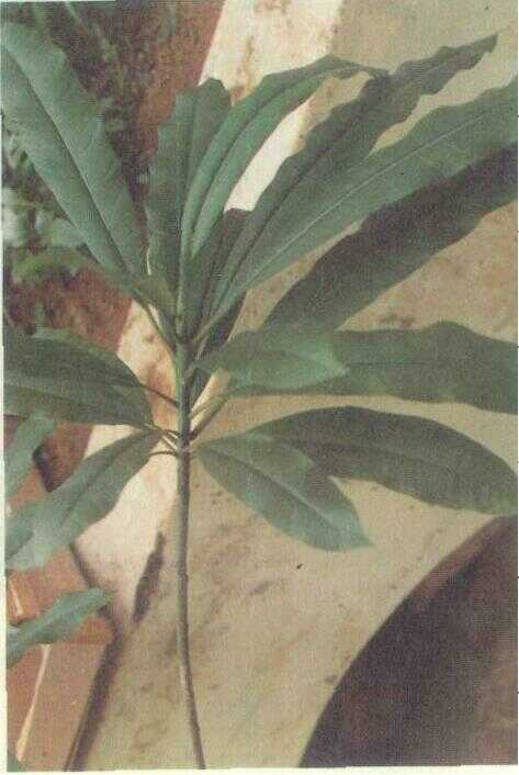 Pule (Alstonia macrophylla Wall. ex G. Don)