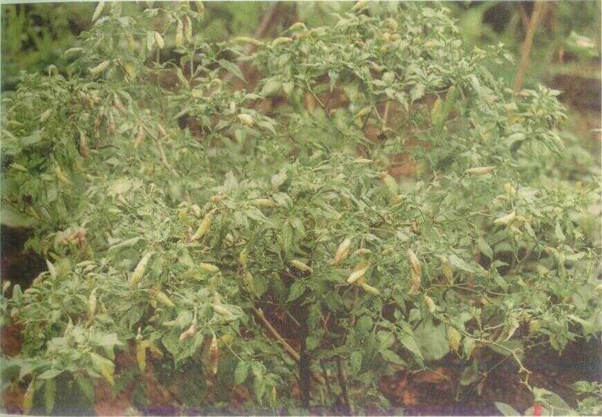 Cabe Rawit (Capsicum frutescens L.)
