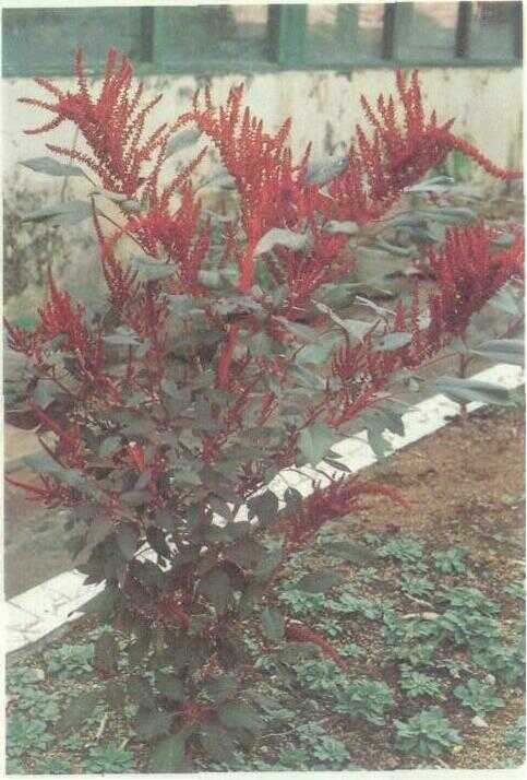 Bayam Merah (Alternanthera amoena Voss.)