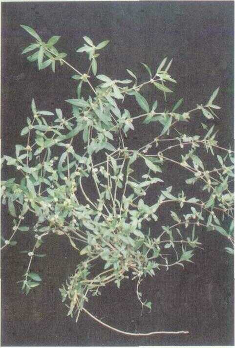 Kremah (Alternanthera sessilis R. Br.)