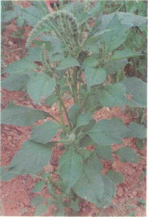Bayam Lemah / Bayam Tanah (Amaranthus blitum Miq.)