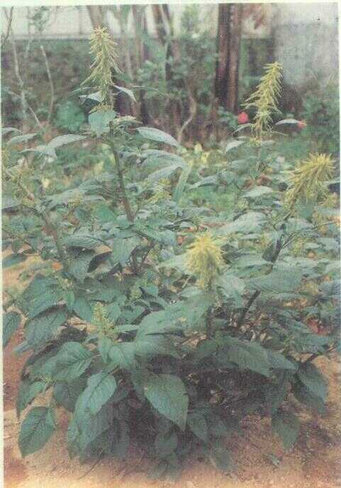 Bayam Ekor / Bayam Kuning (Amaranthus caudatus Rumph.)