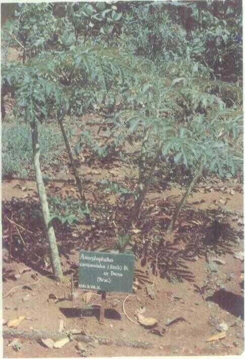 Suweg (Amorphophallus campanulatus Bl.)