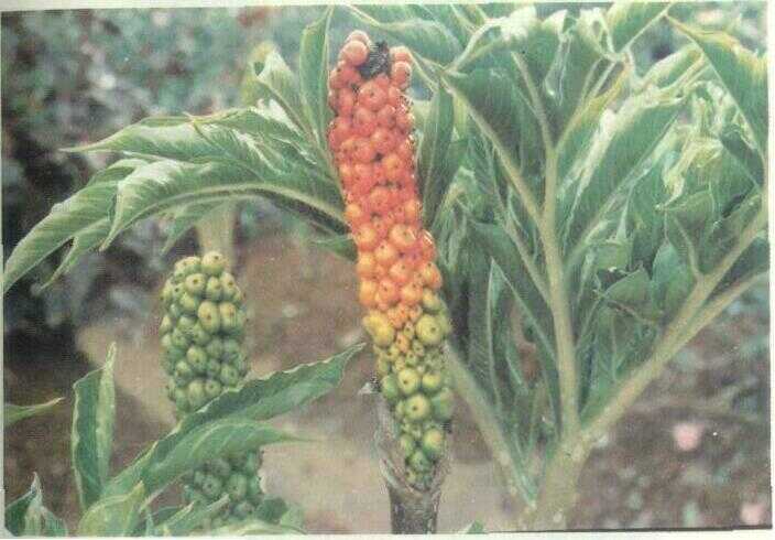Iles-iles / Walur (Amorphophallus variabilis Bl.)