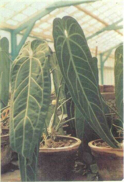 Kuping Gajah (Anthurium andreanum Linden)