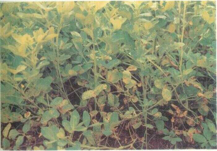 Kacang Tanah (Arachis hypogaea L.)
