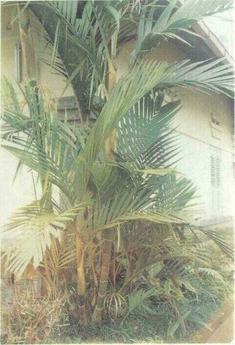 Jambe Rende / Pinang Hutan (Areca pumila Bl.)