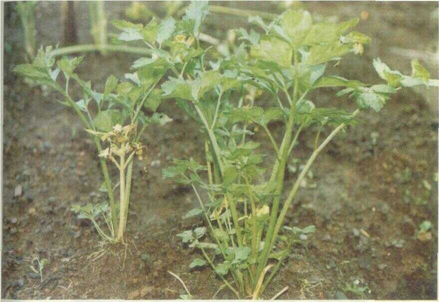 Seledri (Apium graveolens L.)