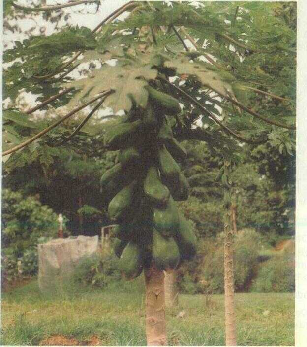 Pepaya (Carica papaya L.)