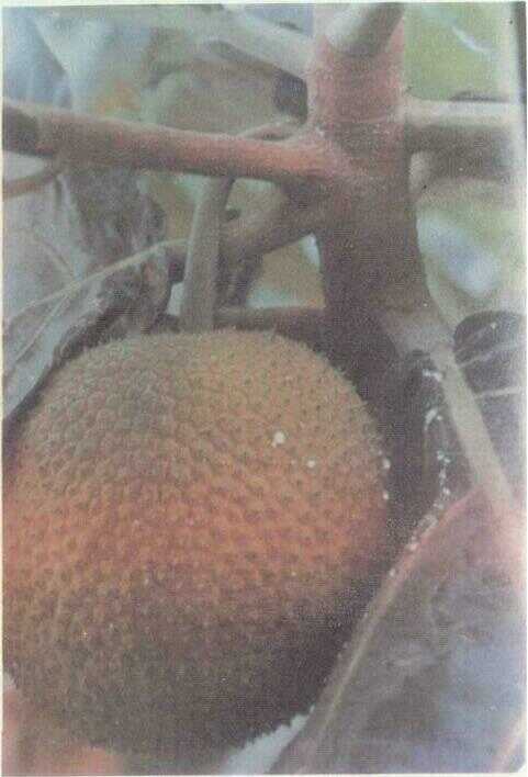 Sukun (Artocarpus communis Forst.)