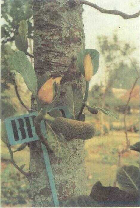 Nangka (Artocarpus integra Merr.)