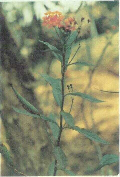 Kapas Cinde / Mas Cinde (Asclepias curassavica L.)