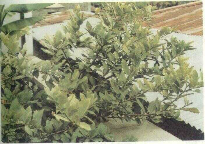 Jeruk Kates (Atalantia missionis Oliv.)