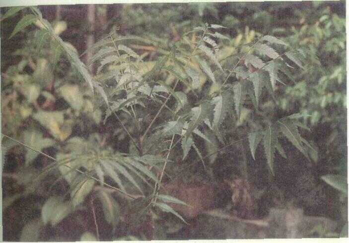Mimba (Azadirachta indica A. Juss.)