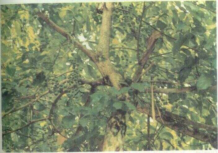 Kepundung / Menteng (Baccaurea racemosa Muell. Arg.)