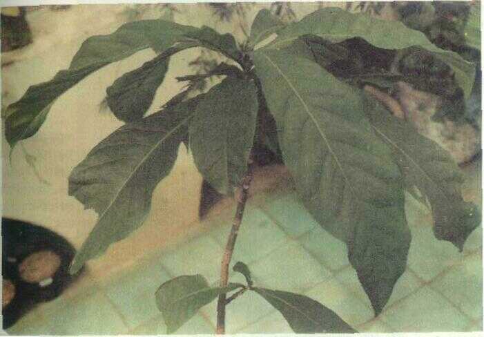 Putat (Barringtonia spicata Bl.)