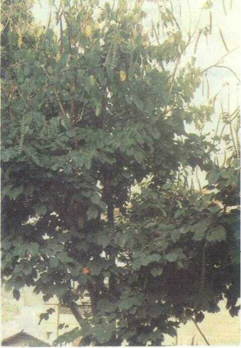 Daun Kupu-kupu / Tayuman (Bauhinia tomentosa L.)