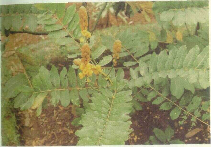 Ketepeng Cina (Cassia alata L.)
