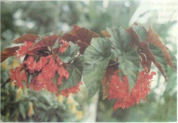 Begonia Licin (Begonia glabra Kuiz. ex Pav.)