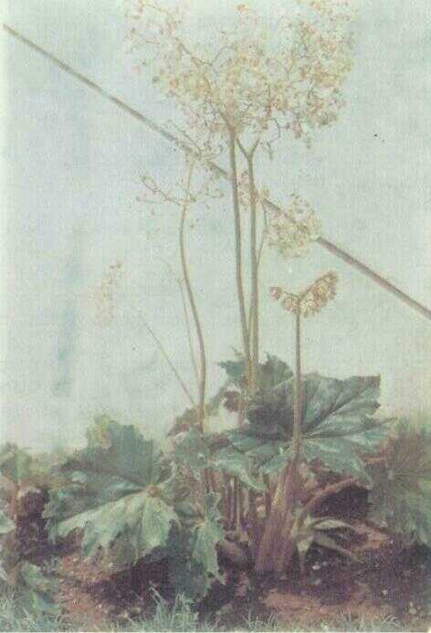 Begonia Berbulu (Begonia laciniata Roxb.)