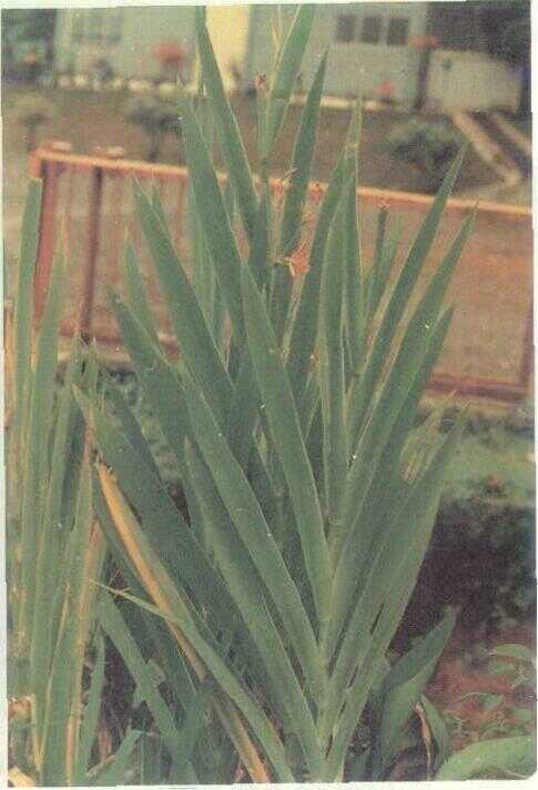 Brojo Lintang (Belamcanda chinensis (L.) DC.)