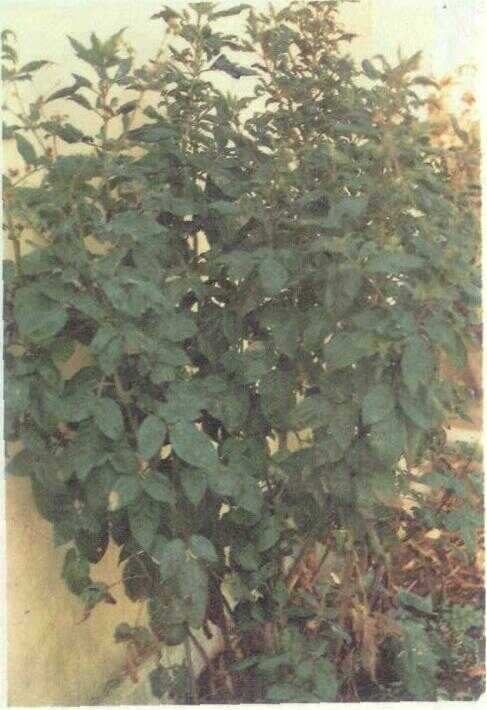 Ketul / Ajeran (Bidens chinensis Willd.)