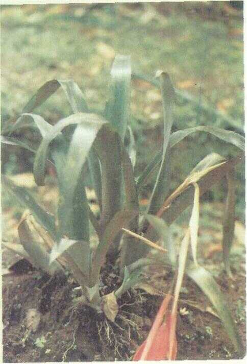 Nanas-nanasan (Billbergia nutans Wend. ex Regel)