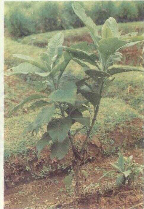 Sembung (Blumea balsamifera DC.)
