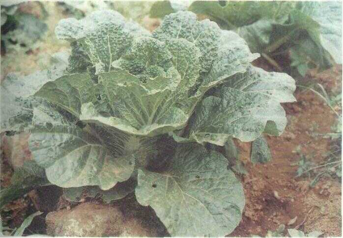 Sawi Putih / Petsai (Brassica chinensis L.)