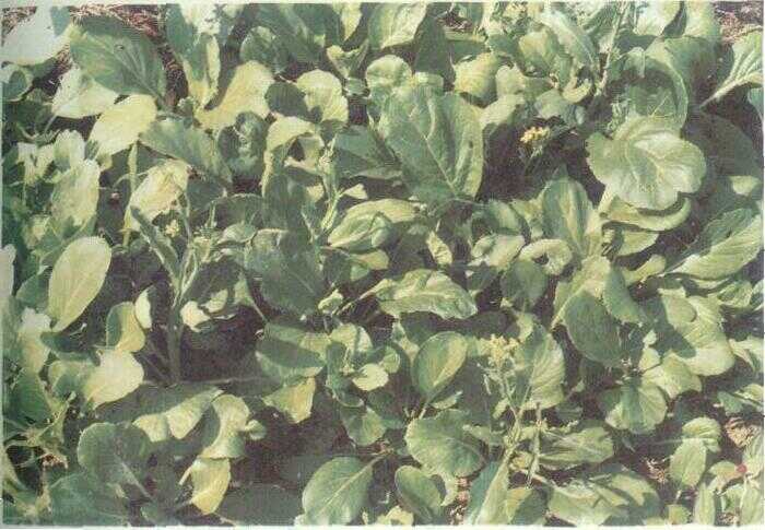 Sawi Hijau / Sesawi (Brassica juncea (L.) Chern.)