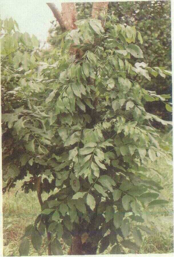Trengguli (Cassia fistula L.)