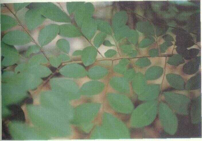 Congcong Belut (Bridelia ovata Decne)