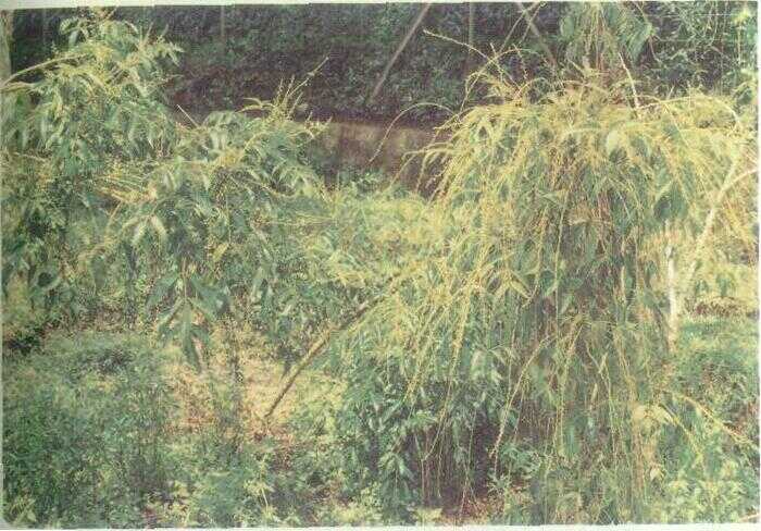 Kwalot / Buah Makasar (Brucea javanica (L.) Merr.)