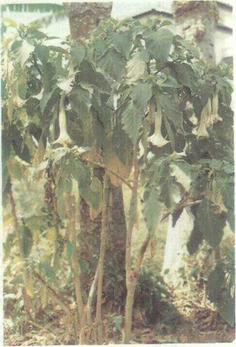 Kecubung Gunung (Brugmansia suaveolens Bercht. & Presl.)