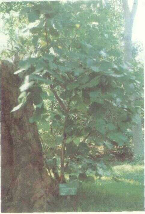 Plasa (Butea monosperma (Lamk.) Taub.)