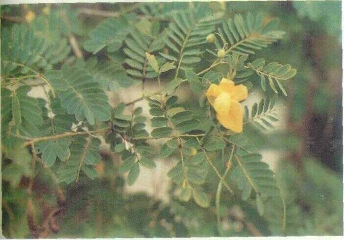 Enceng-enceng (Cassia sophera L.)